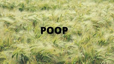 Common terms used for having a poop